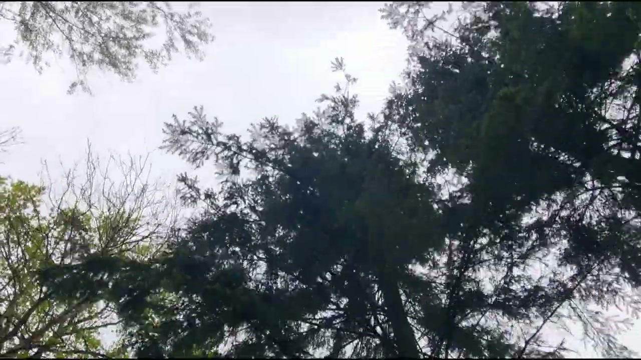 Blick nach oben in alte Bäume vor einem grauen norddeutschen Himmel