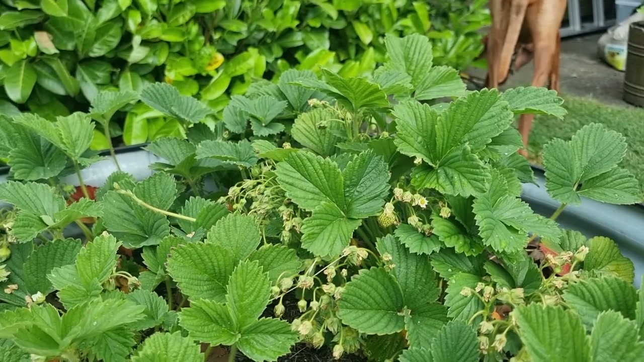 Zarte Erbsenranken greifen nach den Bambusstäben