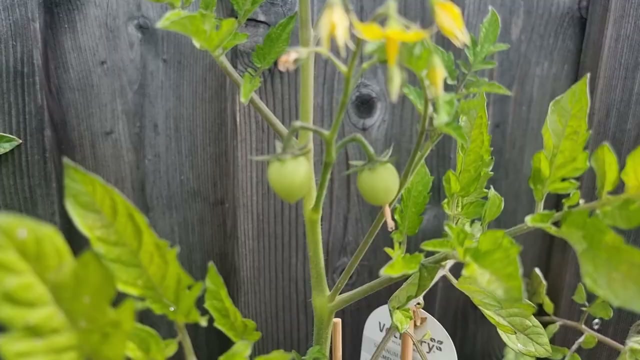 Dicht gewachsene Erdbeerpflanzen mit kleinen grünen Früchten im Hochbeet
