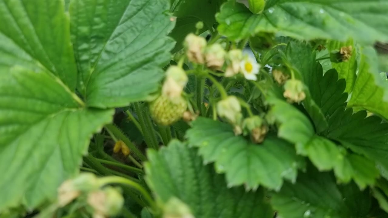 Erdbeerpflanzen voller weißer Blüten im Hochbeet