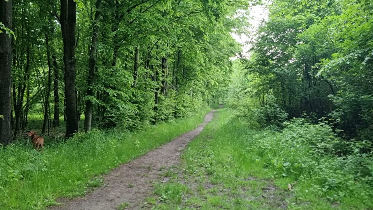 Grasbewachsener Feldweg mit zwei Fahrspuren, der geradeaus in die grüne Weite führt
