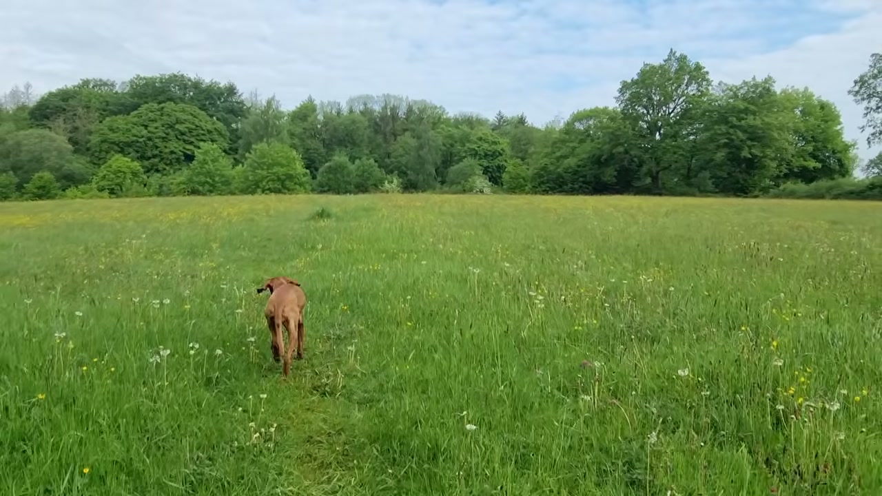 Ida, eine Vizsla-Hündin, trabt durch eine hohe Blumenwiese in Ostholstein