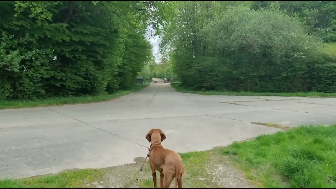 Ida wartet auf einem Schotterweg am Waldrand