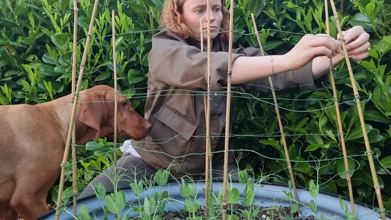 Ida steht aufmerksam vor dem grauen Holzzaun im Garten
