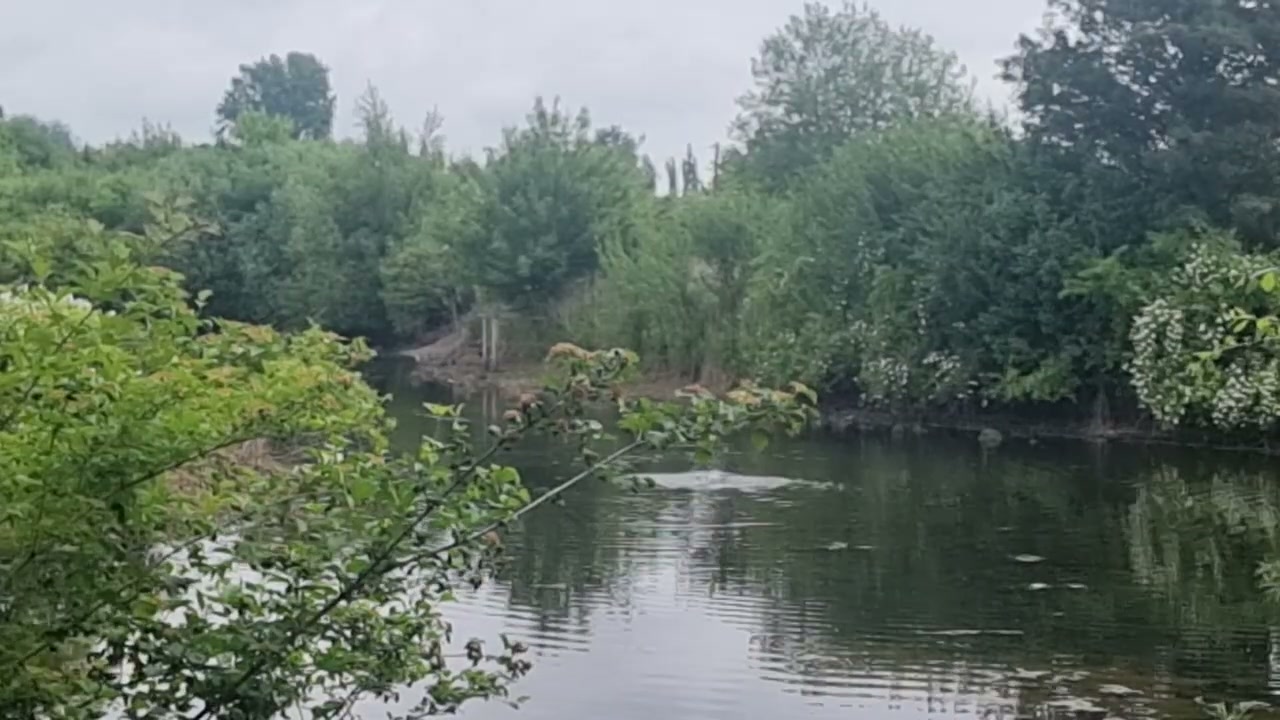 Stilles grünes Wasser des Elbe-Lübeck-Kanals, dicht gesäumt von Büschen und Bäumen