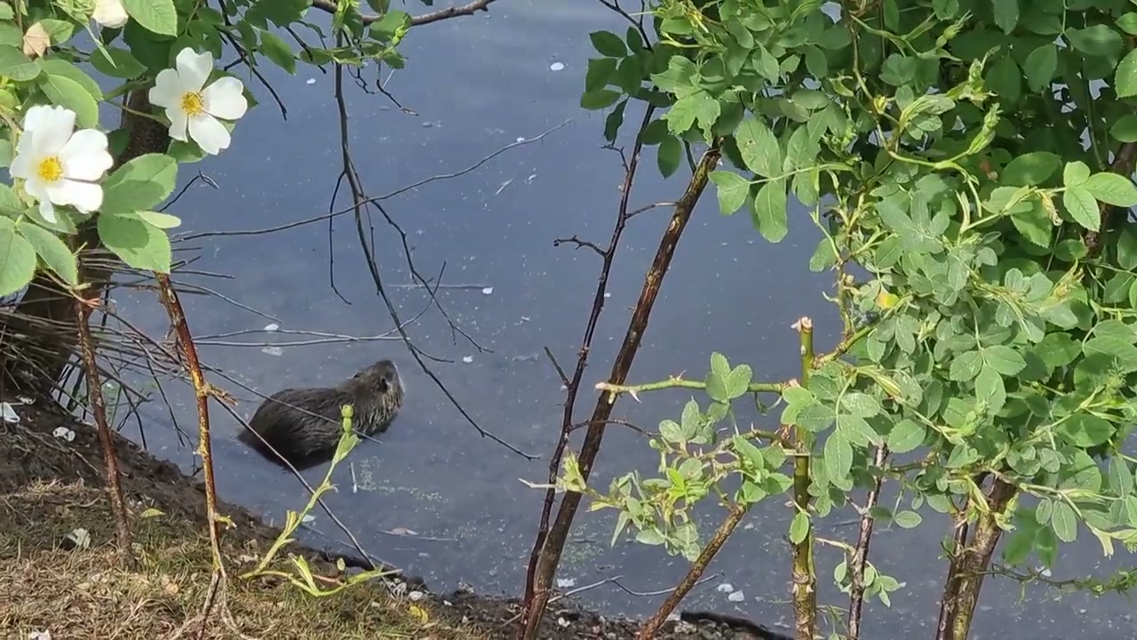 Weiße Heckenrosen hängen über das dunkle Wasser des Kanals