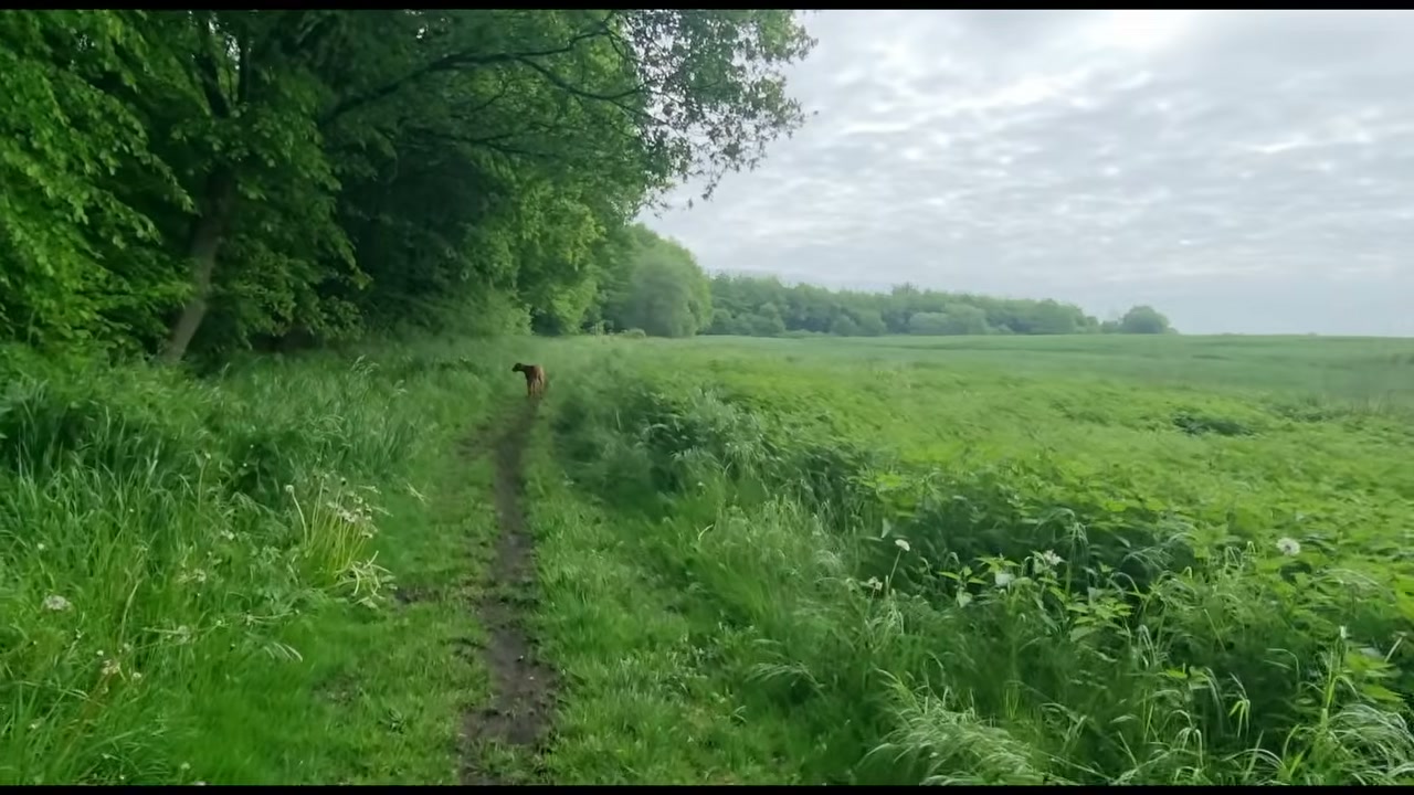 Ida läuft weit vorne auf einem grünen Waldpfad zwischen hohen Bäumen