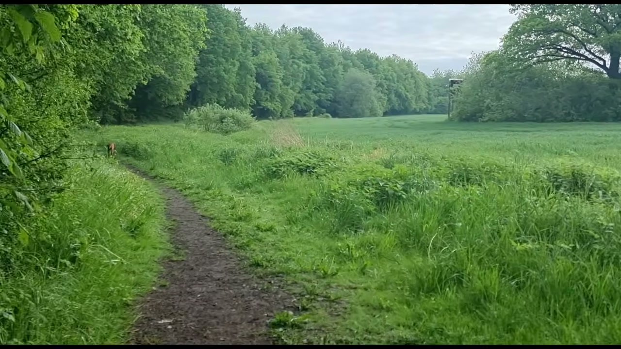 Ein Wiesenpfad führt an alten Bäumen vorbei, weit hinten läuft Ida